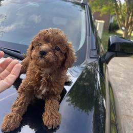Tommy - Red  male Goldendoodle puppy in Mint Hill, North Carolina from DoodleForever