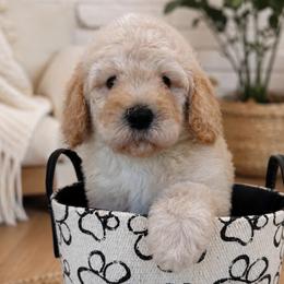 Hurrcules - Apricot male Goldendoodle puppy in Yuciapa, California from AlltheDoodlez_