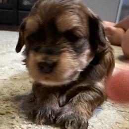 Adam - Red sable male Havanese puppy in Wappapello, Missouri from Titanium Havanese LLC
