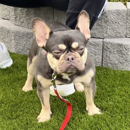 Benji - French Bulldog