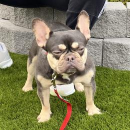 Benji - French Bulldog