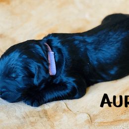 Goldendoodle Puppies from Stoney Creek Doodles