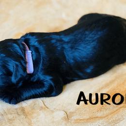 Goldendoodle Puppies from Stoney Creek Doodles