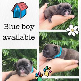 Blue boy - Brindle male French Bulldog puppy in Polk City, Florida from Best Friend Frenchies, LLC