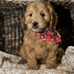 Dallas - Red  female Goldendoodle puppy in Bonham, Texas from Happy Valley Puppies