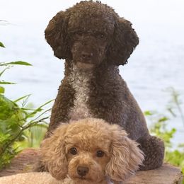 Poodles from Pippa’s Palace