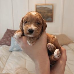 Toffee - Apricot female Goldendoodle puppy in Atlanta, Georgia from Cedarcrest Goldendoodles