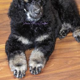 Poodle Puppies from Devin’s Purple Poodles