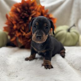 Girl 4 - Black and tan female Dachshund puppy in Andalusia, Alabama from Sweet Home Alabama Dachshunds