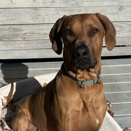 Rhodesian Ridgebacks from RR Ridgebacks