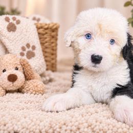 Purple - Gray and white female Old English Sheepdog puppy in Iowa from Midwest Puppy Paws