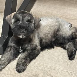 Houdini - Salt and pepper female Miniature Schnauzer puppy in Glendale, Arizona from Pipes of Gizzie’s Swamp