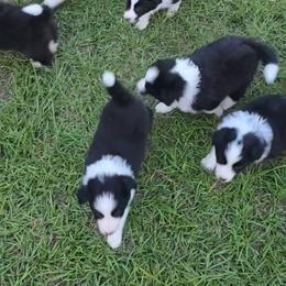 Maisie - Black and white female Border Collie puppy in Live Oak, Florida from K&R RANCH KENNELS