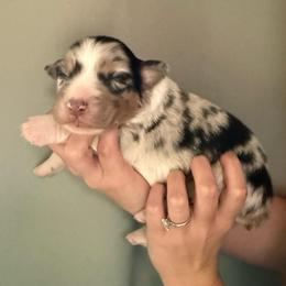 Cerberus - Blue merle male Australian Shepherd puppy in Weeki Wachee, Florida from Ace of Spades Australian Shepherds