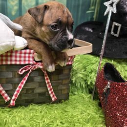 Orange girl - Brindle female Boxer puppy in Farmington, Pennsylvania from Impression's Boxers
