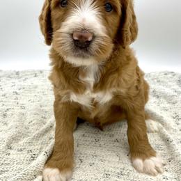 Goldendoodle Puppies from Cane Creek Goldendoodles