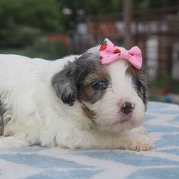 Aussiedoodle, Cavalier King Charles Spaniel, Cavapoo, and Labradoodle Puppies from McDoodles of Texas LLC