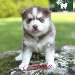 Angela - Red and white female Pomsky puppy in Venus, Pennsylvania from Hemlock Pines Pomsky