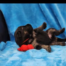 Wine color Collar - Black and red male German Shepherd puppy in Louisville, Ohio from Crooked River German Shepherds
