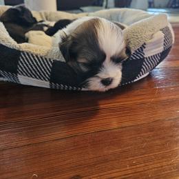 Shihpoo and Shih Tzu Puppies from The Luckie Puppy