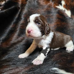 Oats - Liver and white male English Springer Spaniel puppy in Pierz, Minnesota from Raven Ridge Springers
