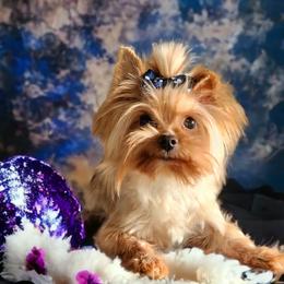 Blaze - Yorkshire Terrier