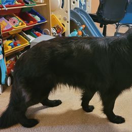 German Shepherds from Celtic Kennels