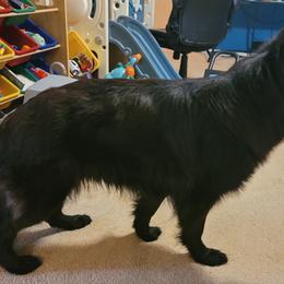 German Shepherds from Celtic Kennels