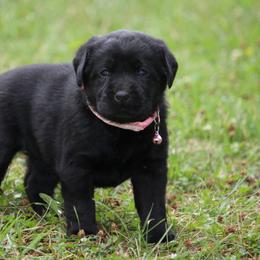 Labrador Retriever Puppies from Prebleridge Acres
