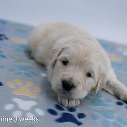 Jasmine - Light golden female Golden Retriever puppy in Lakewood, California from Cloud Nine Kennel