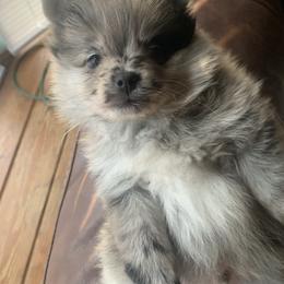Boy 1 - Blue merle male Pomeranian puppy in Gotha, Florida from Jazzi’s Poms