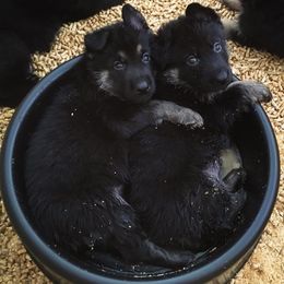 German Shepherd Puppies from Neuanfang German Shepherd Dogs