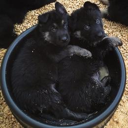 German Shepherd Puppies from Neuanfang German Shepherd Dogs