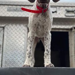 German Shorthaired Pointer Puppies from Dem Feuerhaus Gun Dogs