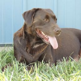 Labrador Retrievers and Pomeranians from Prairie Ridge Kennel