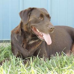Labrador Retrievers and Pomeranians from Prairie Ridge Kennel