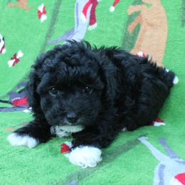 Angel - Black female Poodle puppy in Greenville, South Carolina from Wendy's House Of Poodles LLC
