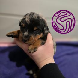 Purple - Harlequin female Beauceron puppy in Batavia, New York from Oakland Beaucerons