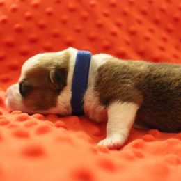 Pembroke Welsh Corgi Puppies from Tri-Star Stock Farm