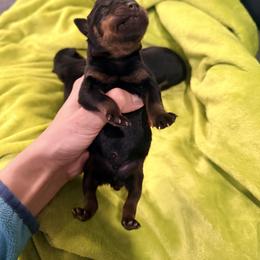 Ramses - Black and mahogany male Rottweiler puppy in Denver, Colorado from DR