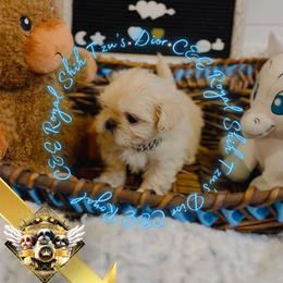 Chihuahua and Shih Tzu Puppies from C&E Royal Shih Tzu