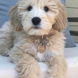 Goldendoodle and Labradoodle All Grown Up from Artisan Doodles