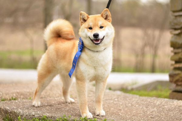 Shiba Inu stands with a blue ribbon attached to the collar