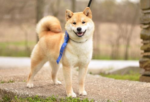Shiba Inu stands with a blue ribbon attached to the collar