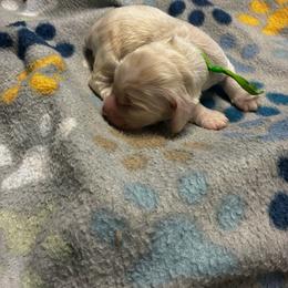 Green - Cream male Cocker Spaniel puppy in Phil Campbell, Alabama from Clark’s Cocker Spaniels
