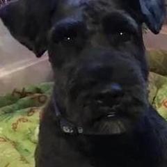 Miniature Schnauzer Puppies from Lakehouse Miniature Schnauzers of Southern Indiana