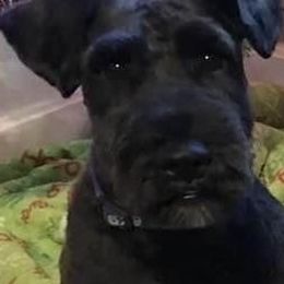 Miniature Schnauzer Puppies from Lakehouse Miniature Schnauzers of Southern Indiana
