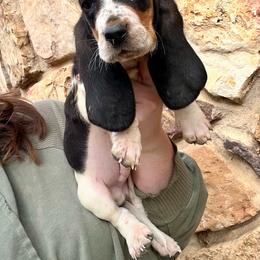 Purple Male - Black tan and white male Basset Hound puppy in Clinton, Tennessee from High Hopes Hounds