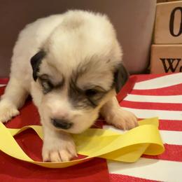 Miss Yellow - White and badger female Great Pyrenees puppy in Idaho from Portneuf Range Pyrenees