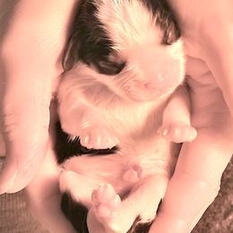 Cavalier King Charles Spaniels from Ridgeview Cavaliers